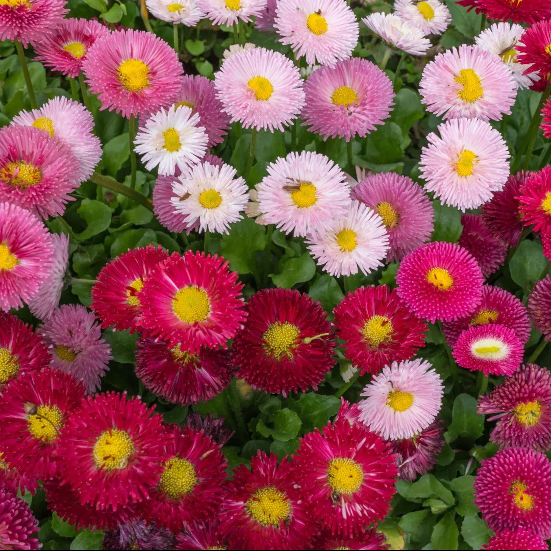 Shop Daisies | Classic Perennials for Garden Beds | Wild & Son
