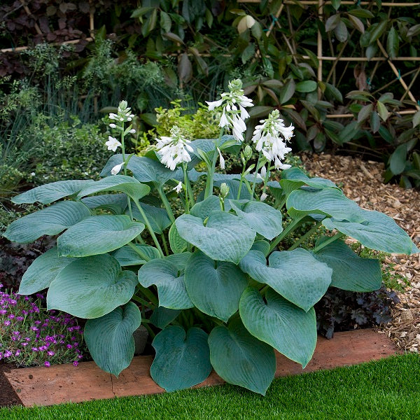 Bressingham Blue Hosta