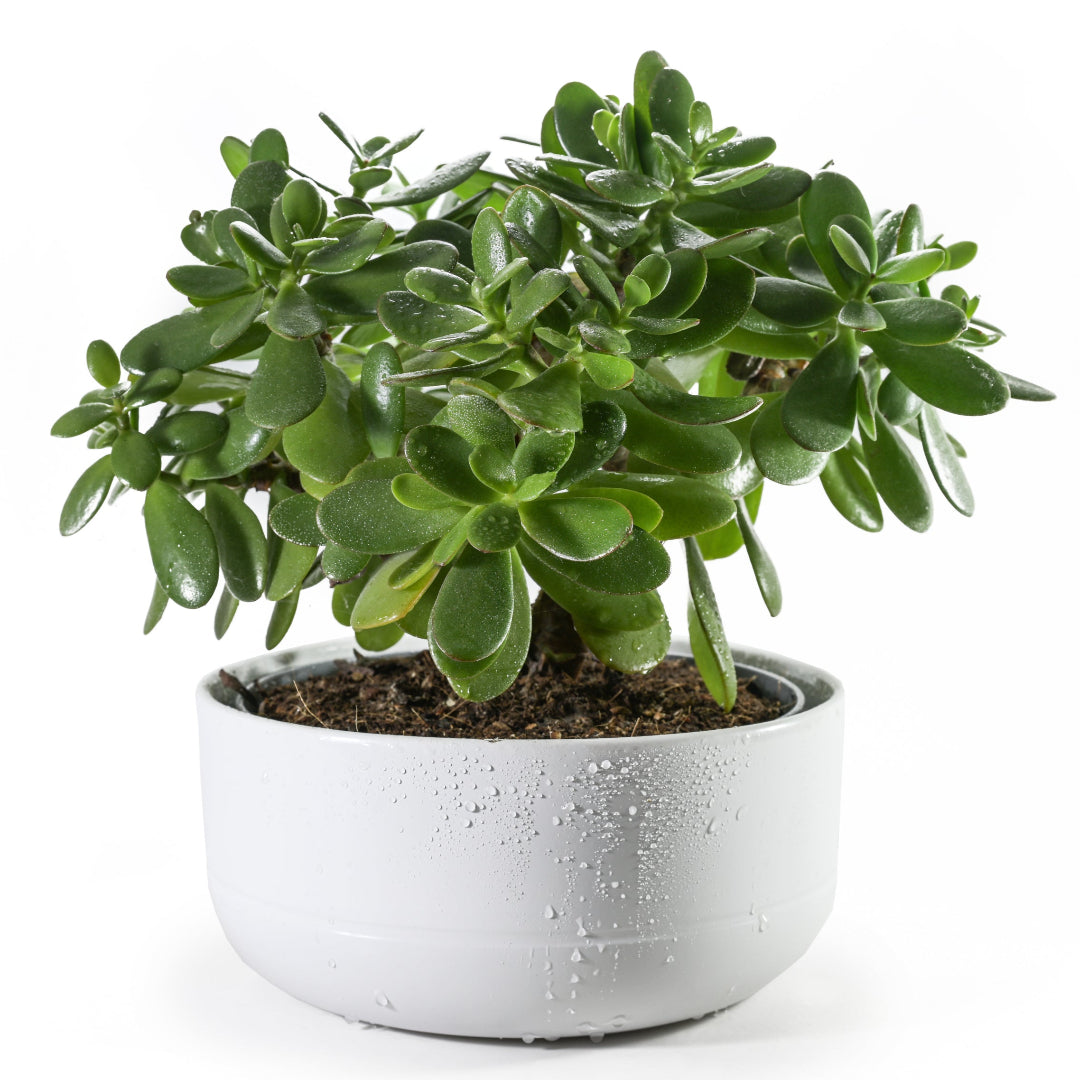 Jade Plant