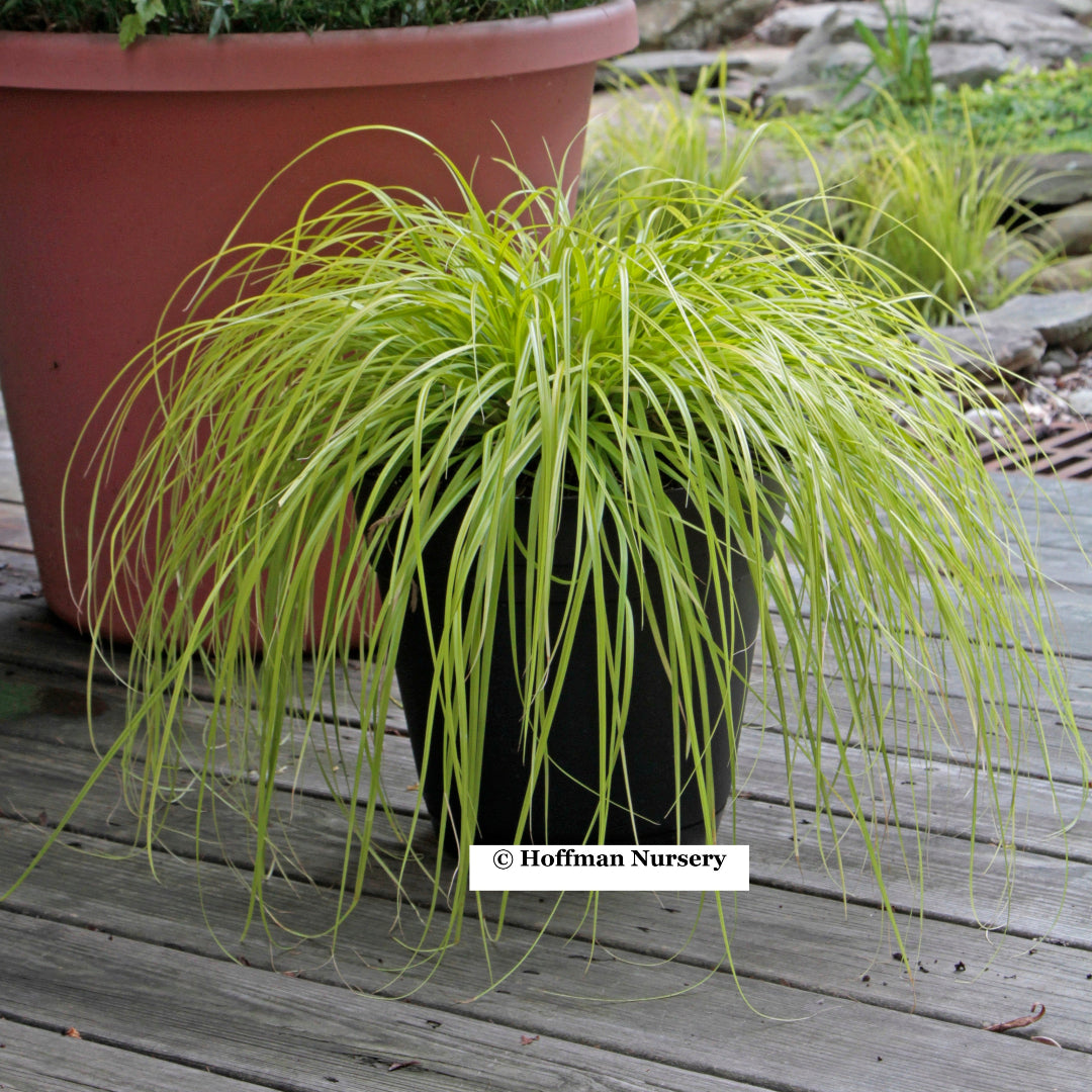 EverColor® Everillo Carex