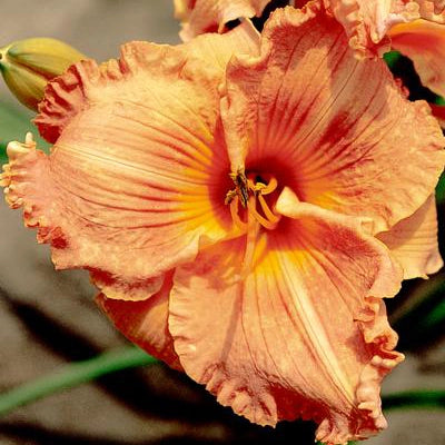 Springtime Daylilies