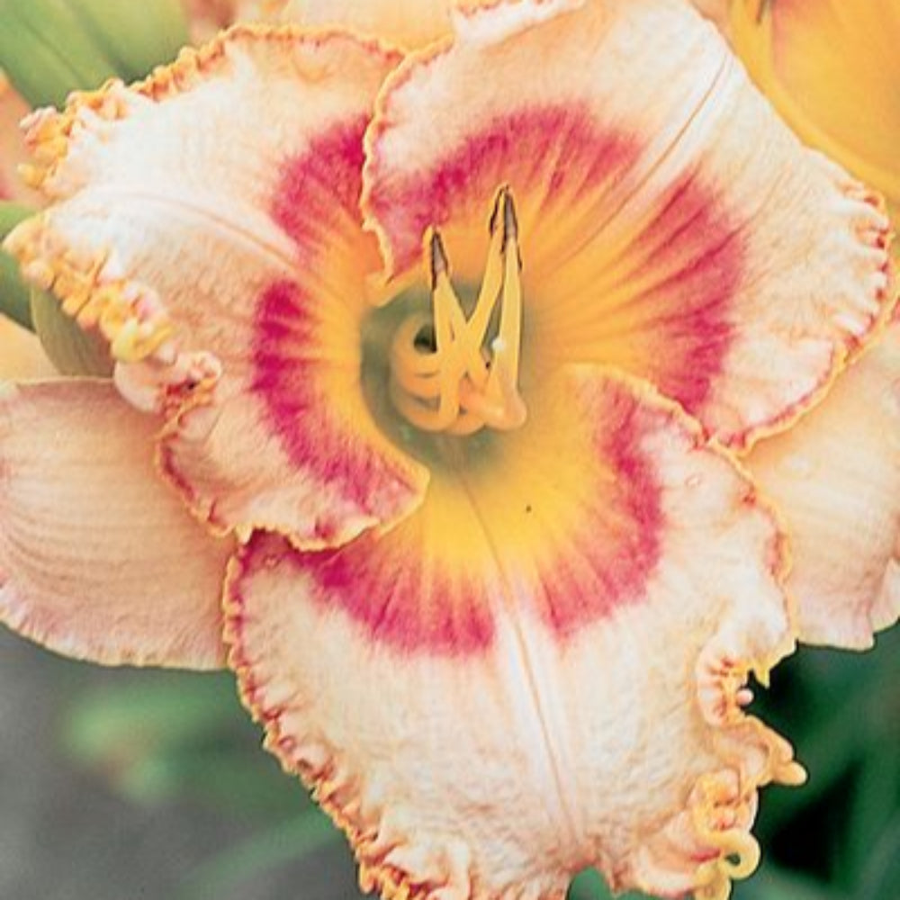Cheers For Now Daylily