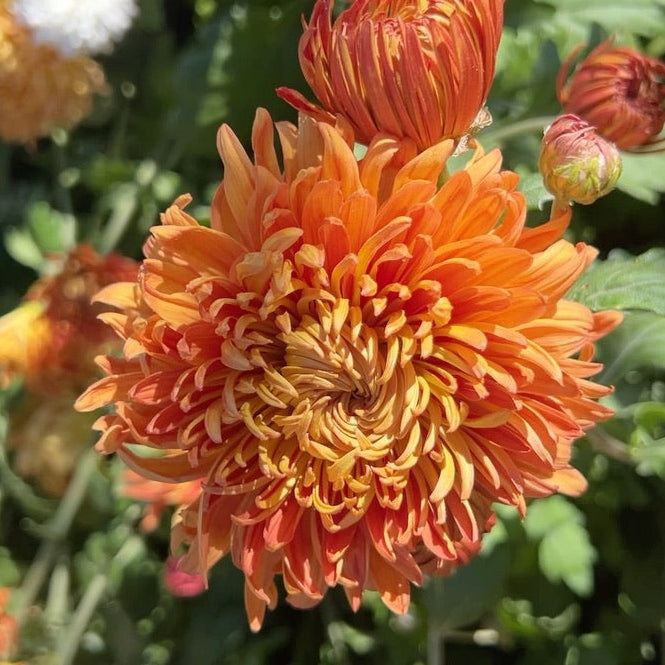 Stadium Queen Chrysanthemum
