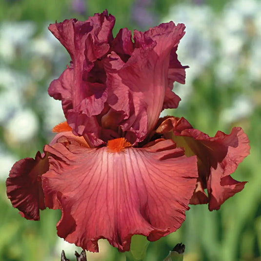 Image Code Red Iris