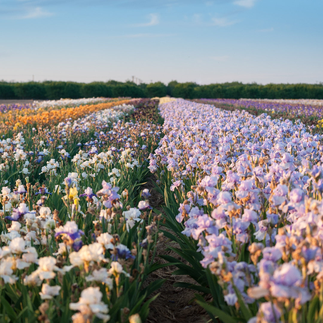 Baker's Dozen Iris (13)