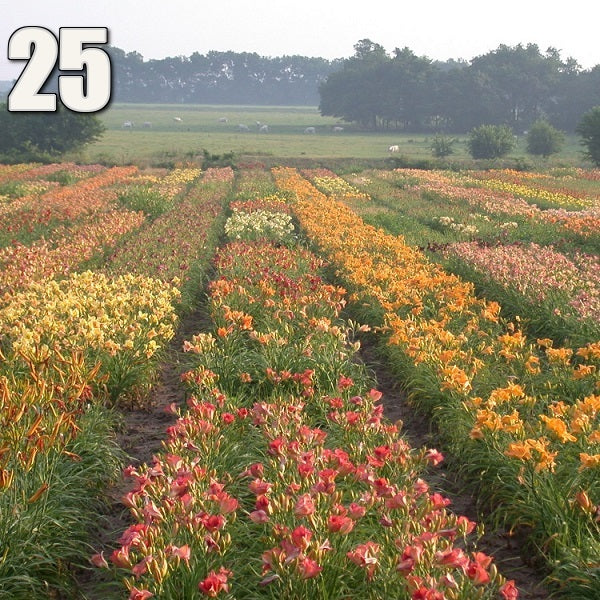 Legacy Daylily Pack - 25 each