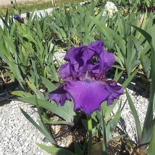 Image His Royal Highness Iris