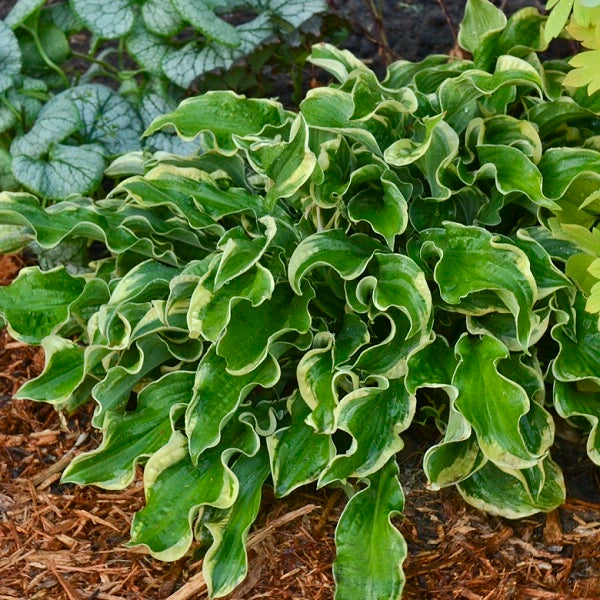 Wheee! Hosta