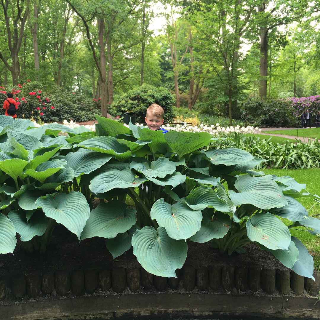 Giant Hosta