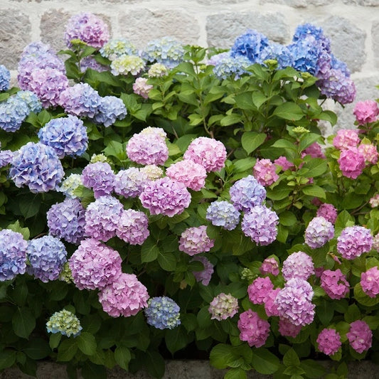 Image Penny Mac Hydrangea