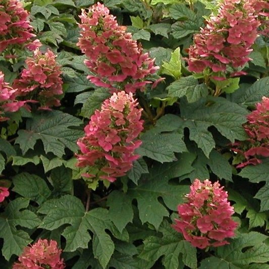 Image Ruby Slippers Oakleaf Hydrangea