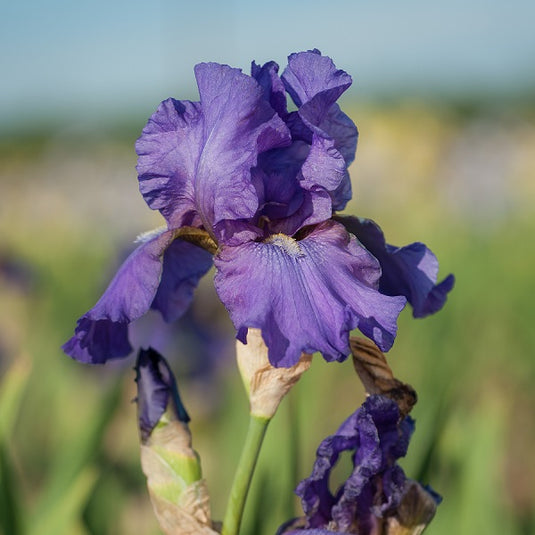 Image His Royal Highness Iris