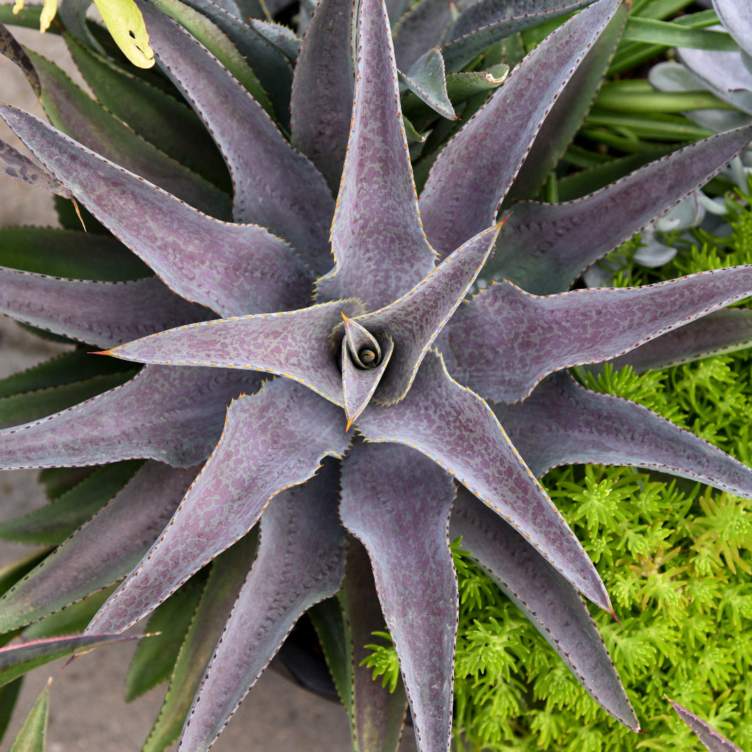 アガベ ハイブリッド 【Lj_plants】Z904 多肉植物 アガべ 紫君血雨