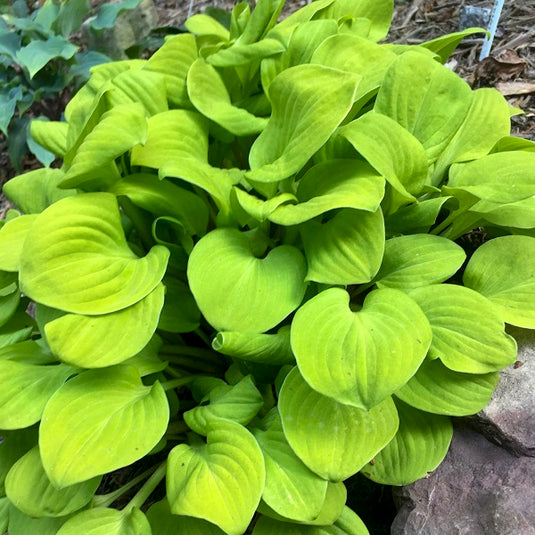 Image Dwarf Hosta