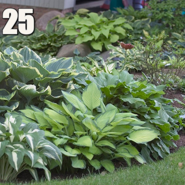 Signature Hosta Pack - 25 each