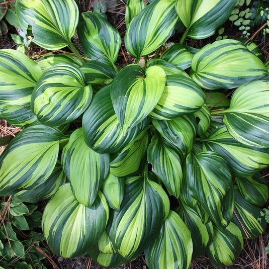 Image Rainbow's End - Dwarf Hosta