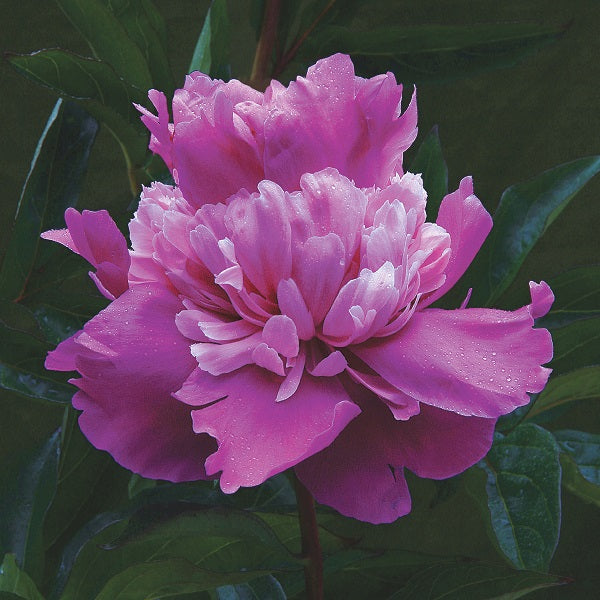 Pink Pompadour Peony