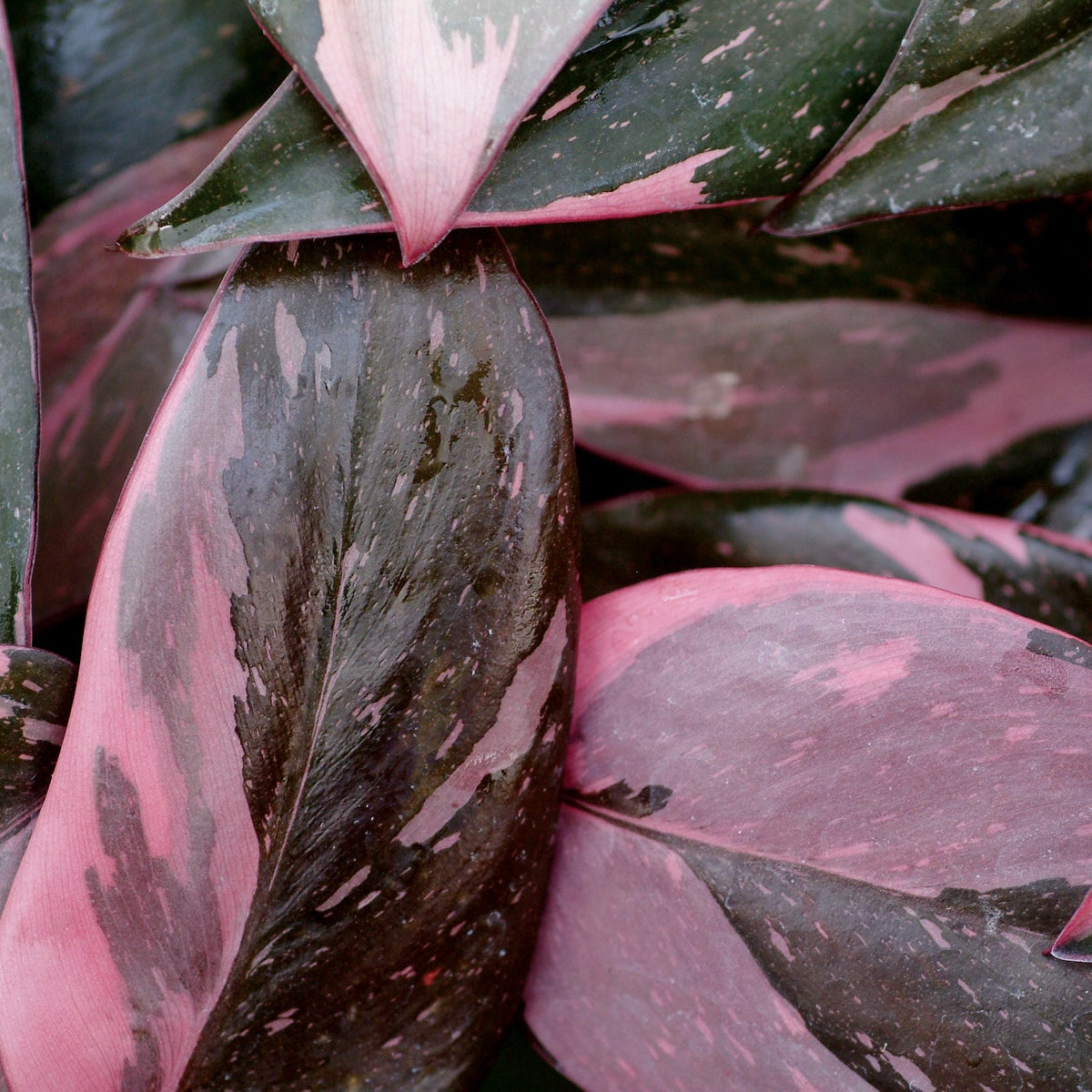 large philodendron pink princess Pink Princess Philodendron
