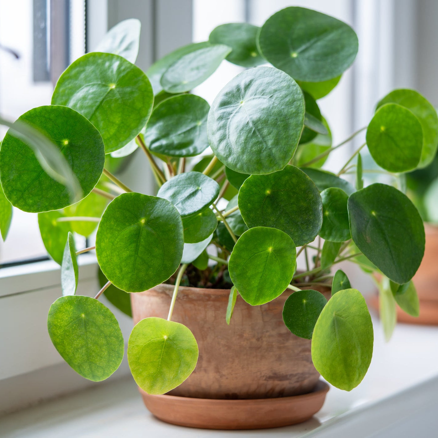 money grass plant Chinese Money Plant
