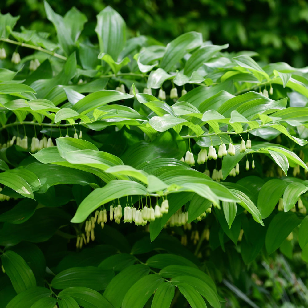 plant solomon's seal Dwarf Solomon's Seal – Wild & Son