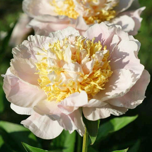 Glowing Candles Peony Heritage Collection Wild & Son