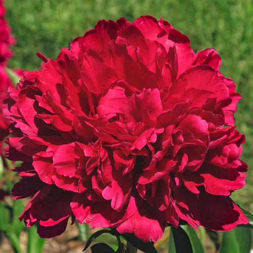 Paul M. Wild Peony Heritage Collection Wild & Son