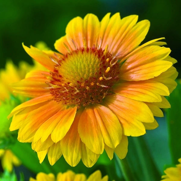 Arizona Apricot Blanket Flower Wild Son