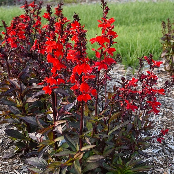 Starshipâ„¢ Scarlet Bronze Leaf Cardinal Flower
