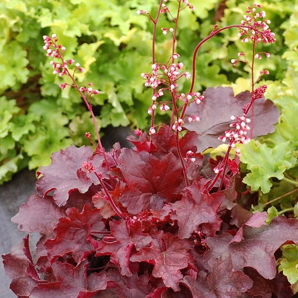 Fire Chief Coral Bells