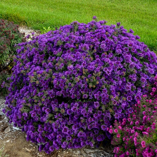 Image Grape Crush New England Aster