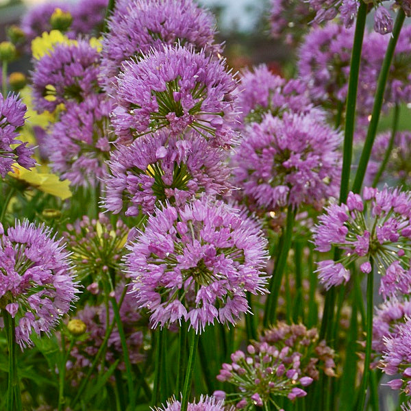 onion lily flower Millenium Ornamental Onion – Wild & Son