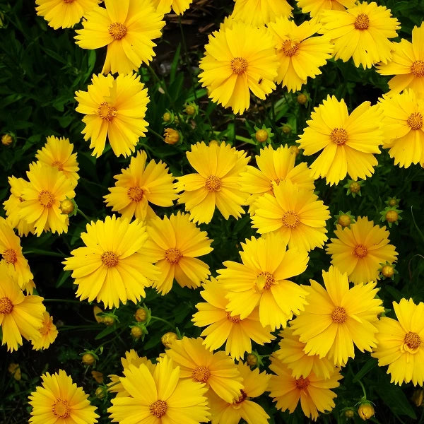 let me plant that seed inside ya Crazy Coreopsis