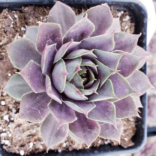 are hen and chicks succulents Purple Beauty Hen & Chicks Succulent