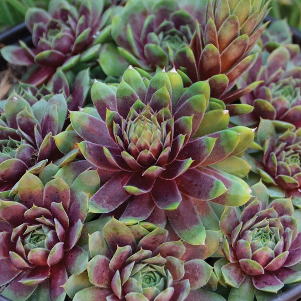 Ruby Heart Hen & Chicks Succulent
