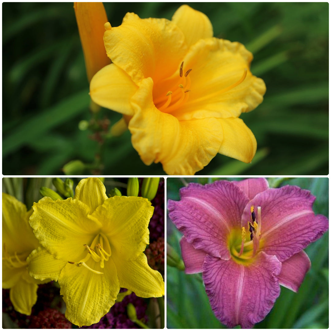 Reblooming Daylily Pack