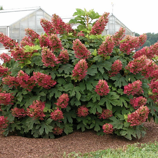 Image Ruby Slippers Oakleaf Hydrangea