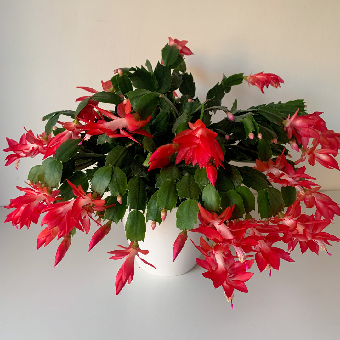thanksgiving cactus schlumbergera succulent red flower Red Thanksgiving Cactus