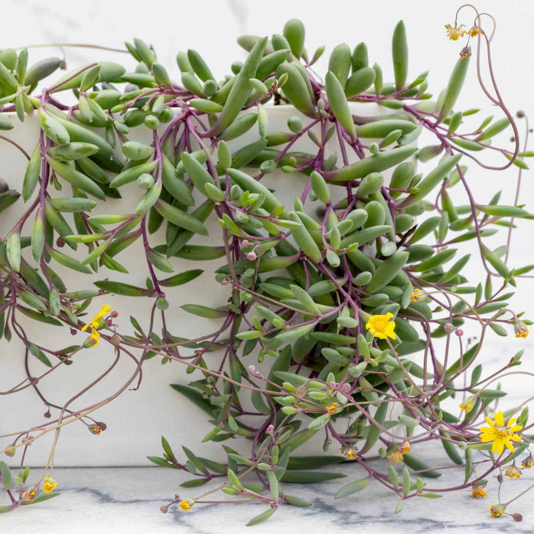 trailing succulent with purple flowers Purple Flush String of Bananas