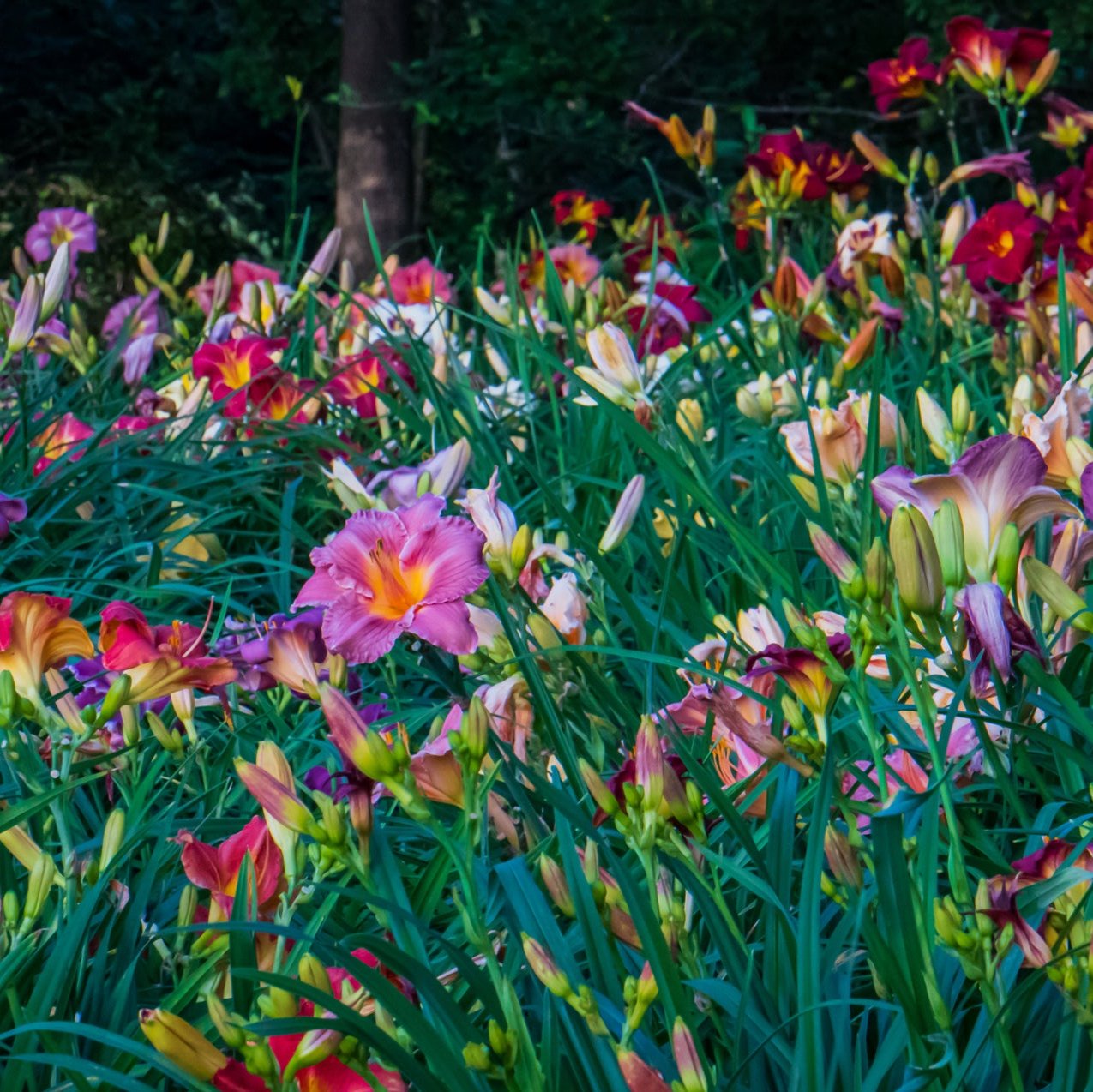 day lilies flower Mixed Daylily Sampler Pack (24 Plants)