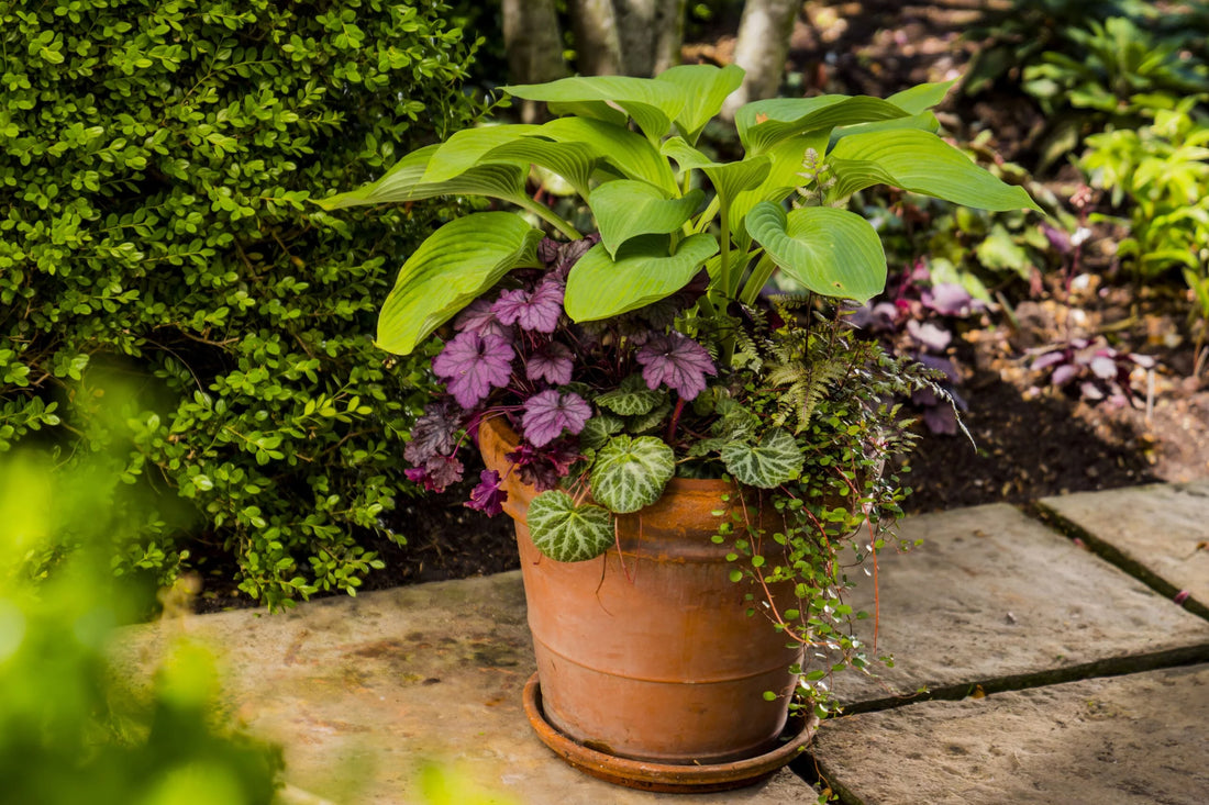 Plants To Grow In The Shade By P. Allen Smith