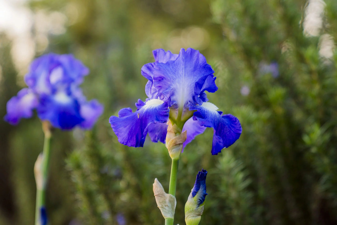 Tips For Growing Iris By P. Allen Smith