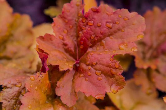 Ringing In Spring With Coral Bells By P. Allen Smith