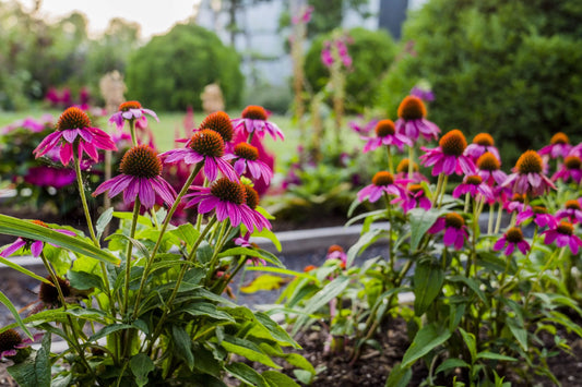 Drought Tolerant Perennials By P. Allen Smith