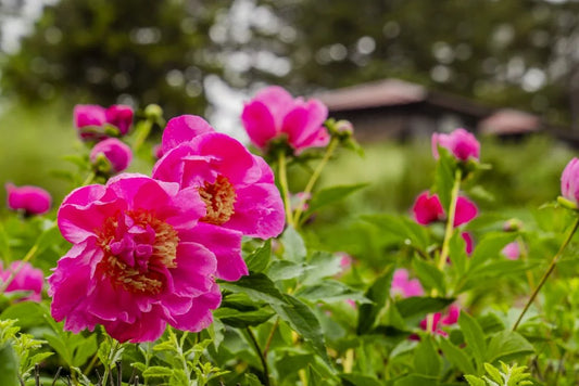 Growing Peonies By P. Allen Smith