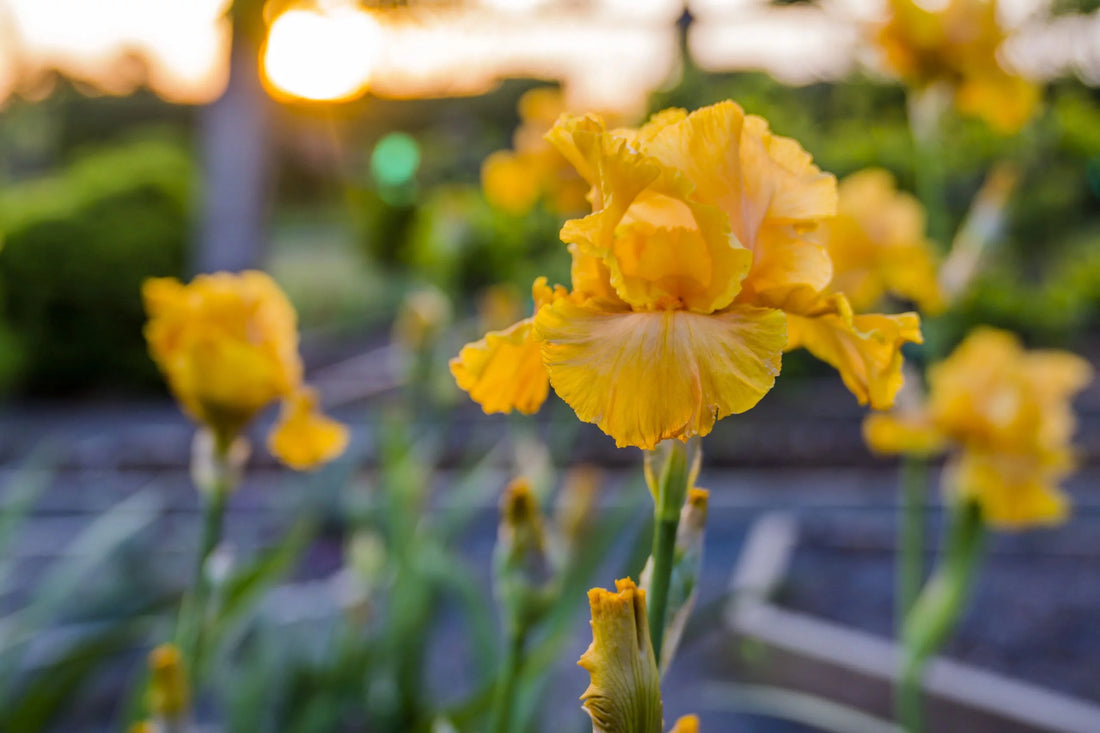 Outdoor Plant Care: Top 6 Summer Bulbs by P. Allen Smith