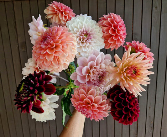 Dahlia Planting Instructions