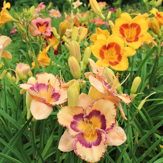 Bareroot Daylily Planting Instructions