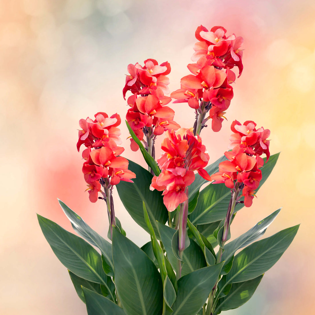 Canna Rhizomes Planting Instructions