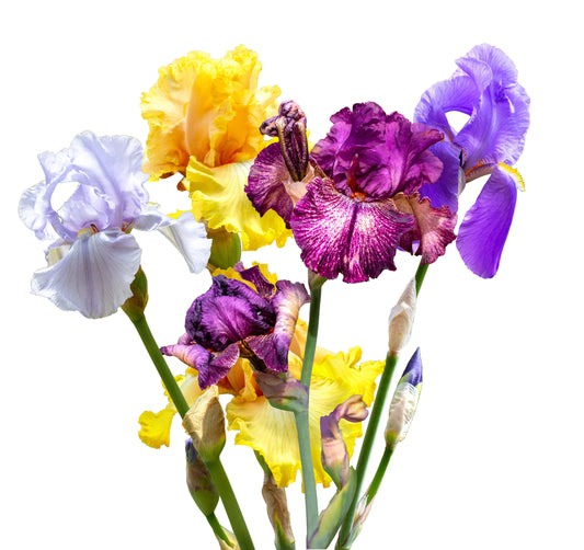 Bareroot Iris Planting Instructions