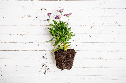 Potted Plants Planting Instructions